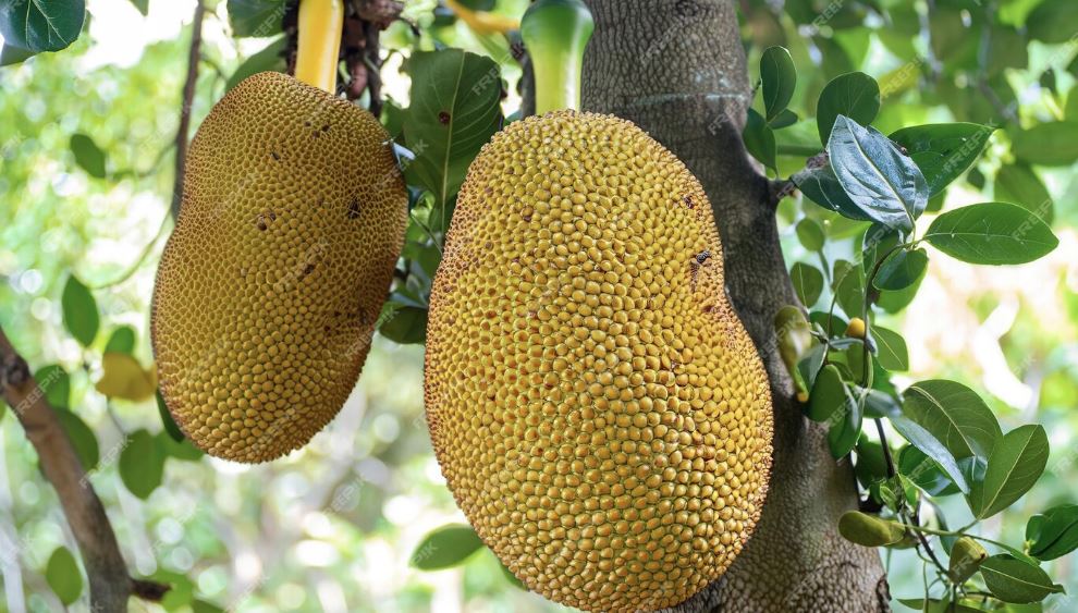 Momchipz Jackfruit Chips - 85 g | Healthy & Very Delicious | No Added Sugar