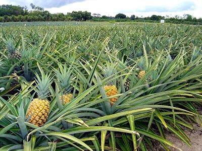 Momchipz Pineapple Chips - 85 GR | Healthy & Very Delicious | No Added Sugar