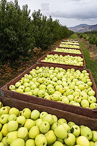 Momchipz Apple Chips - 85 Gr | Healthy & Very Delicious | No Added Sugar